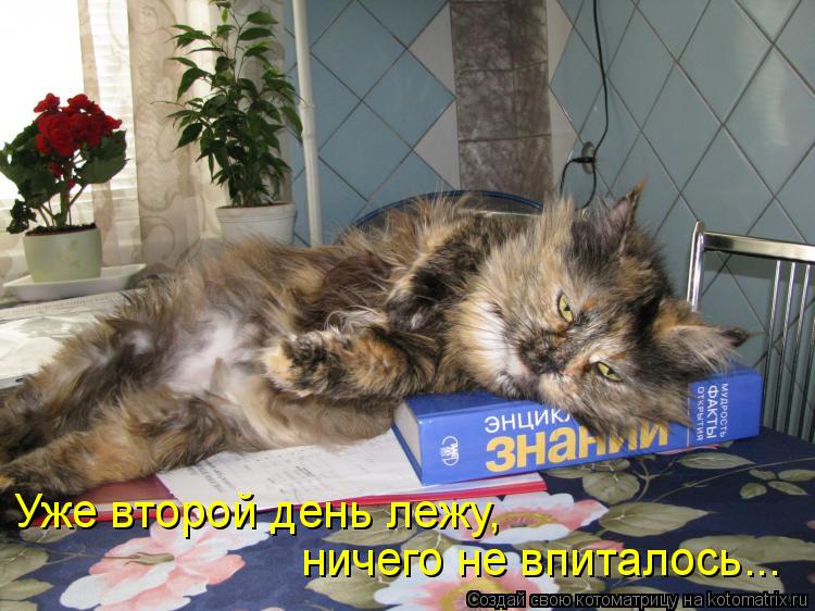 Котоматрица: Уже второй день лежу,  ничего не впиталось...