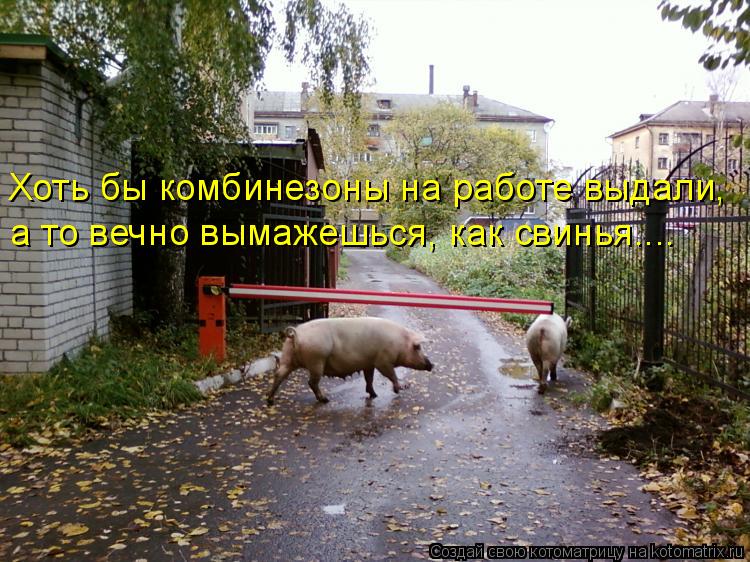 Хоть бы комбинезоны на работе выдали, а то вечно вымажешься, как свинья....... Котоматрица: Хоть бы комбинезоны на работе выдали, а то вечно вымажешься, как свинья....