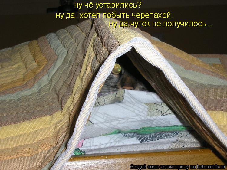Котоматрица: ну чё уставились? ну да, хотел побыть черепахой. ну да,чуток не получилось...