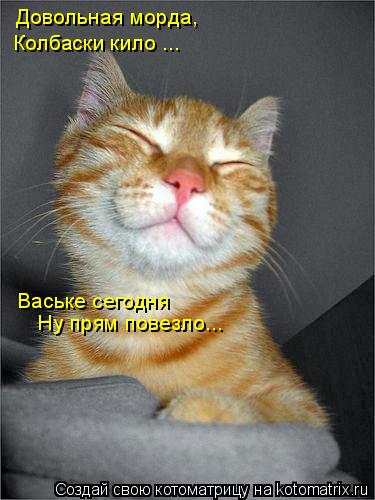 Котоматрица: Довольная морда, Колбаски кило ... Ваське сегодня Ну прям повезло...
