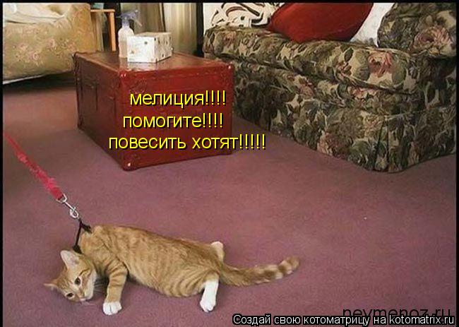 Котоматрица: мелиция!!!! помогите!!!! повесить хотят!!!!!