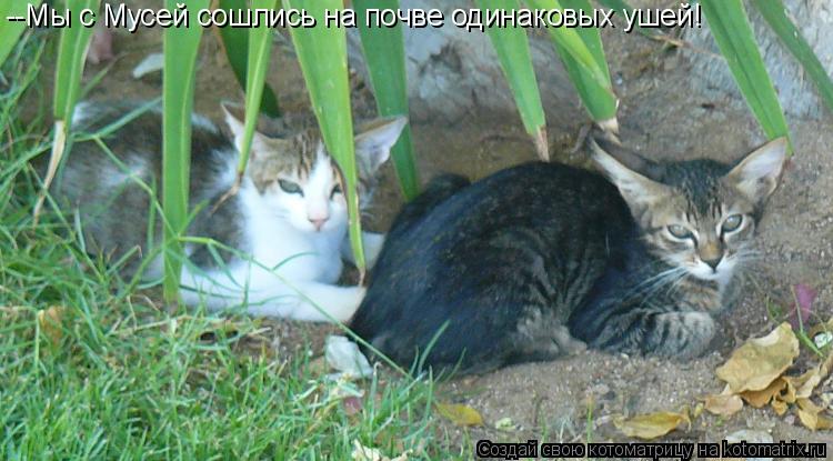 Котоматрица: --Мы с Мусей сошлись на почве одинаковых ушей!