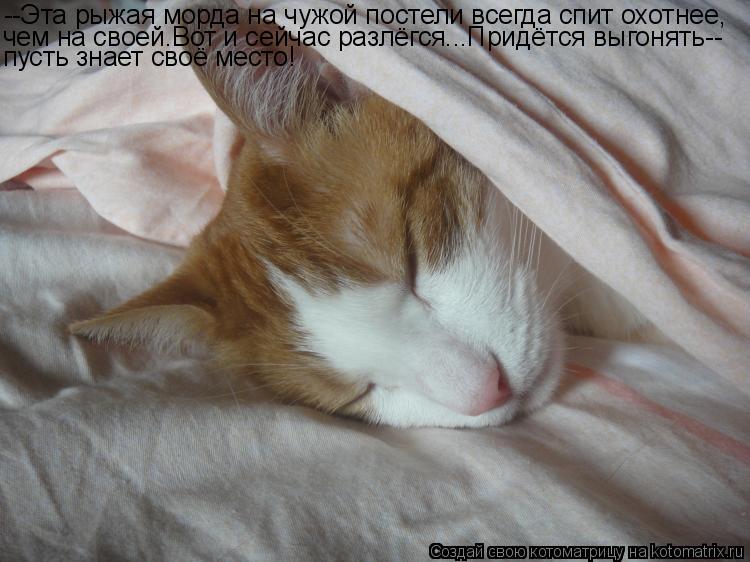 Котоматрица: --Эта рыжая морда на чужой постели всегда спит охотнее, чем на своей.Вот и сейчас разлёгся...Придётся выгонять-- пусть знает своё место!
