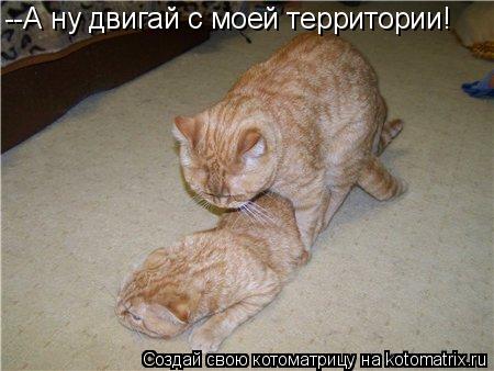 Котоматрица: --А ну двигай с моей территории!