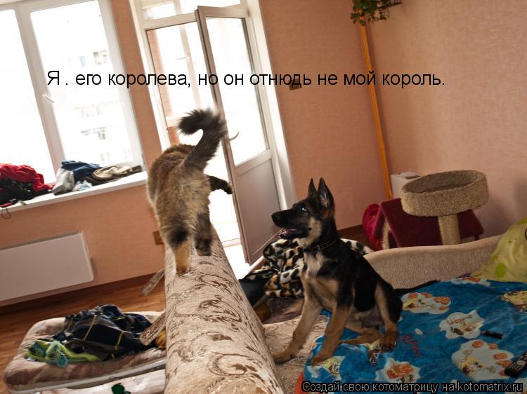 Котоматрица: Я — его королева, но он отнюдь не мой король.