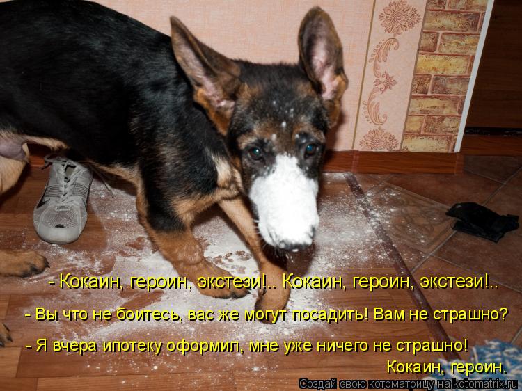 Котоматрица: - Кокаин, героин, экстези!.. Кокаин, героин, экстези!..  - Вы что не боитесь, вас же могут посадить! Вам не страшно?  - Я вчера ипотеку оформил, мне 