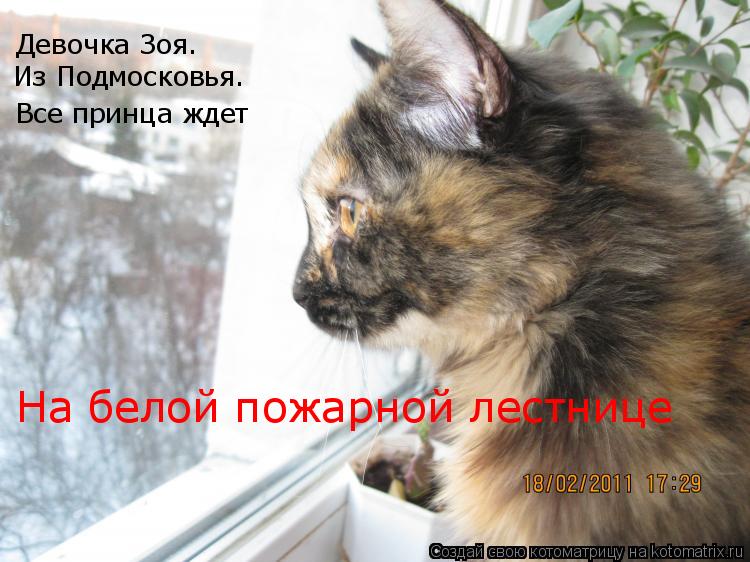 Котоматрица: Девочка Зоя. Из Подмосковья. Все принца ждет На белой пожарной лестнице