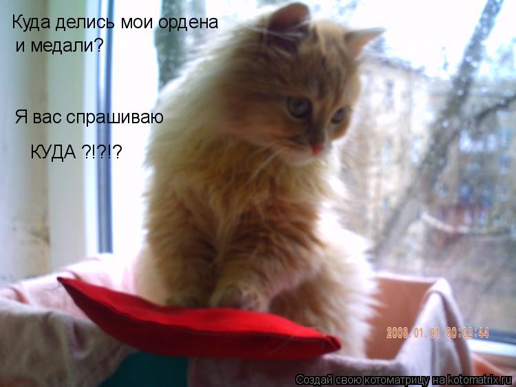 Котоматрица: и медали? Я вас спрашиваю  КУДА ?!?!? Куда делись мои ордена