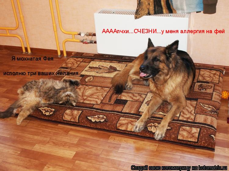 Котоматрица: Я мохнатая Фея исполню три ваших желания ААААпчхи...СЧЕЗНИ...у меня аллергия на фей