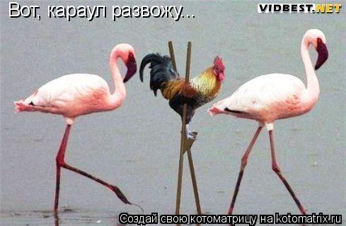 Котоматрица: Вот, караул развожу...