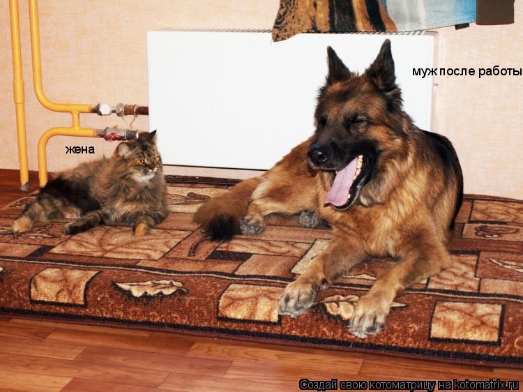 Котоматрица: муж после работы жена