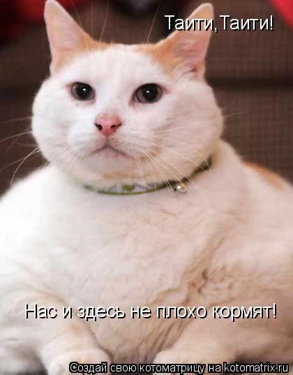 Котоматрица: Таити,Таити! Нас и здесь не плохо кормят!
