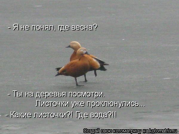 Котоматрица: - Я не понял, где весна? - Ты на деревья посмотри.  Листочки уже проклюнулись... - Какие листочки?! Где вода?!!