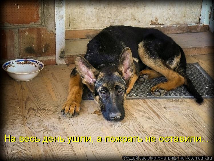 Котоматрица: На весь день ушли, а пожрать не оставили...