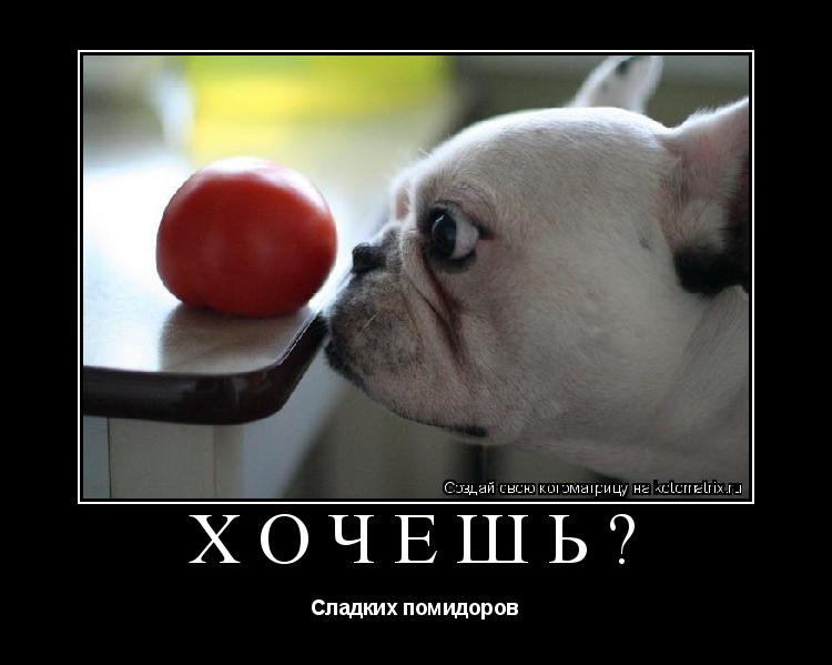 Котоматрица: Хочешь? Сладких помидоров