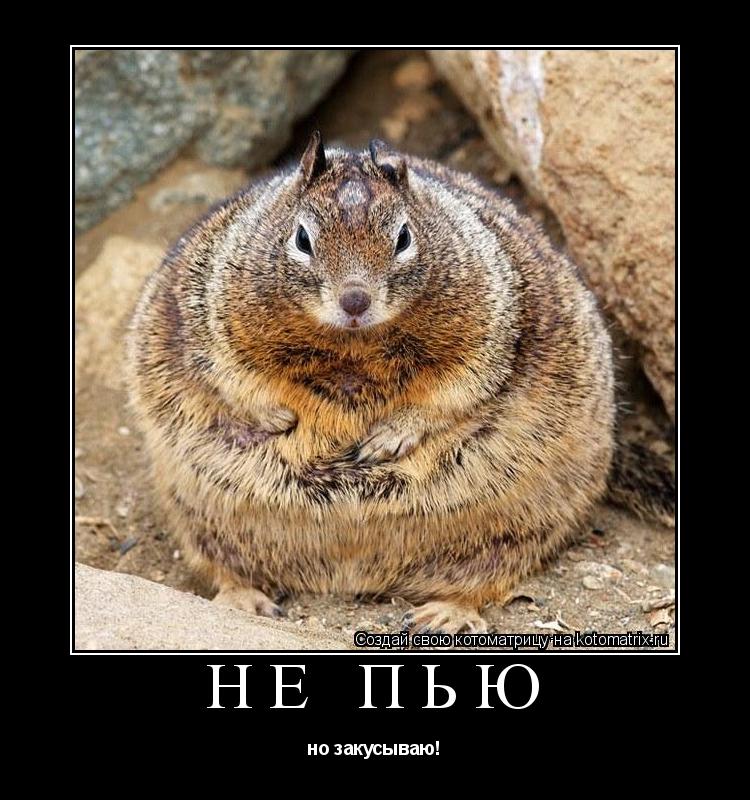 Не пью но закусываю!... Котоматрица: Не пью но закусываю!