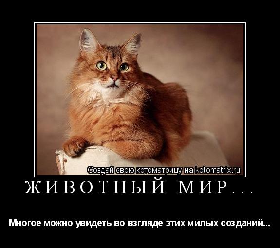 Котоматрица: Животный мир... Многое можно увидеть во взгляде этих милых созданий...