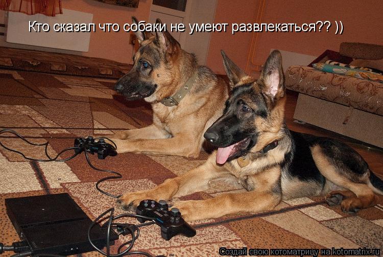 Кто сказал что собаки не умеют развлекаться?? ))... Котоматрица: Кто сказал что собаки не умеют развлекаться?? ))