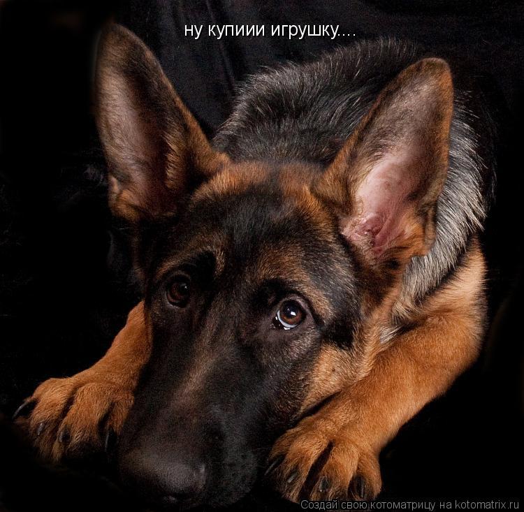 ну купиии игрушку....... Котоматрица: ну купиии игрушку....