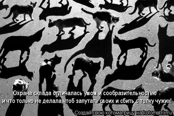 Охрана склада отличалась умом и сообразительностью и что только не делала,чтоб запутать своих и сбить... Котоматрица: Охрана склада отличалась умом и сообразительностью и что только не делала,чтоб запутать своих и сбить с толку чужих!