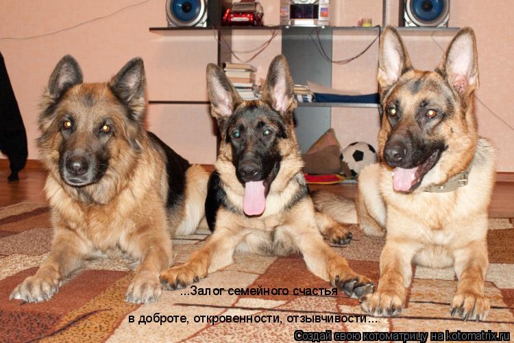 ...Залог семейного счастья в доброте, откровенности, отзывчивости...... Котоматрица: ...Залог семейного счастья в доброте, откровенности, отзывчивости...