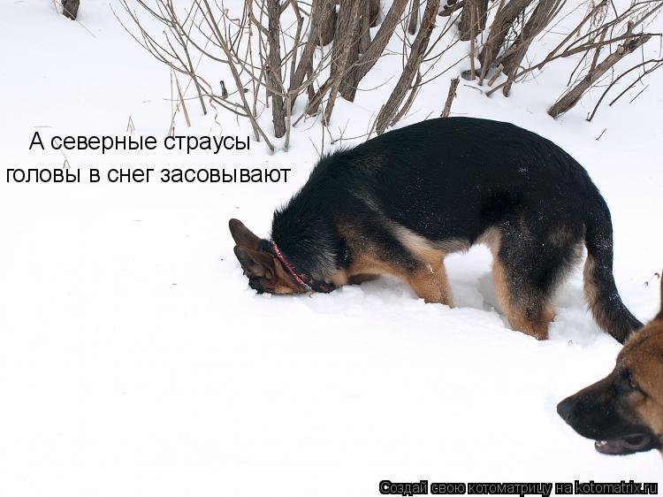 А северные страусы головы в снег засовывают... Котоматрица: А северные страусы головы в снег засовывают