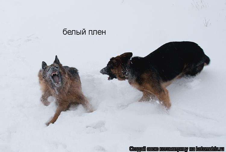 белый плен... Котоматрица: белый плен
