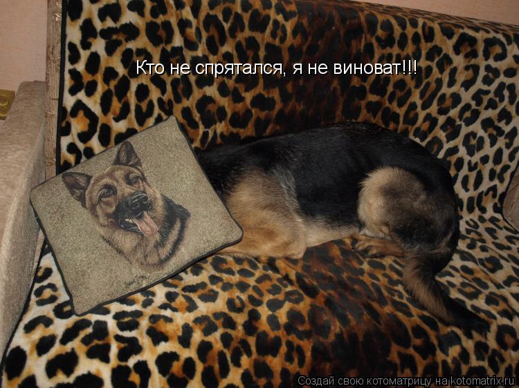 Кто не спрятался, я не виноват!!!... Котоматрица: Кто не спрятался, я не виноват!!!