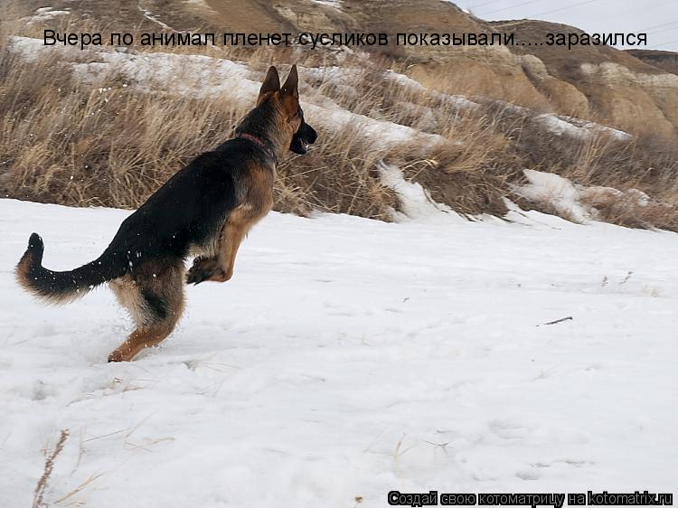 Вчера по анимал пленет сусликов показывали.....заразился... Котоматрица: Вчера по анимал пленет сусликов показывали.....заразился