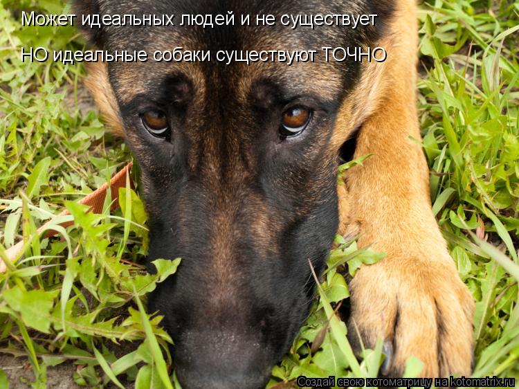 Может идеальных людей и не существует НО идеальные собаки существуют ТОЧНО... Котоматрица: Может идеальных людей и не существует НО идеальные собаки существуют ТОЧНО