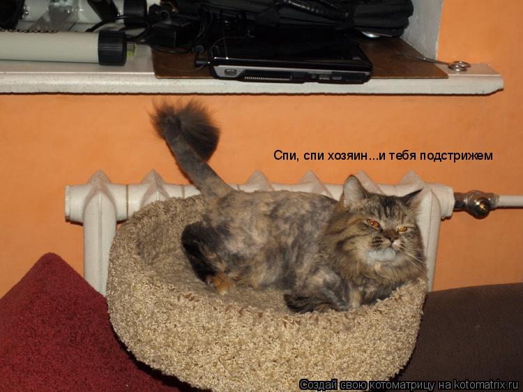 Спи, спи хозяин...и тебя подстрижем... Котоматрица: Спи, спи хозяин...и тебя подстрижем