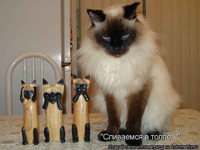 "Сливаемся в толпе..."... Котоматрица: "Сливаемся в толпе..."