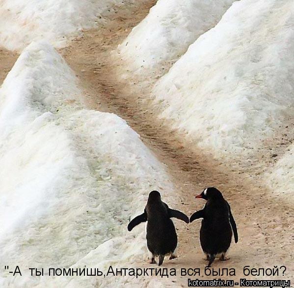 Котоматрица: "-А  ты помнишь,Антарктида вся была  белой?