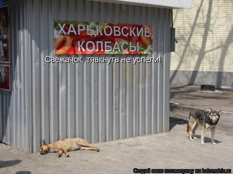 Котоматрица: Свежачок, тявкнуть не успели!