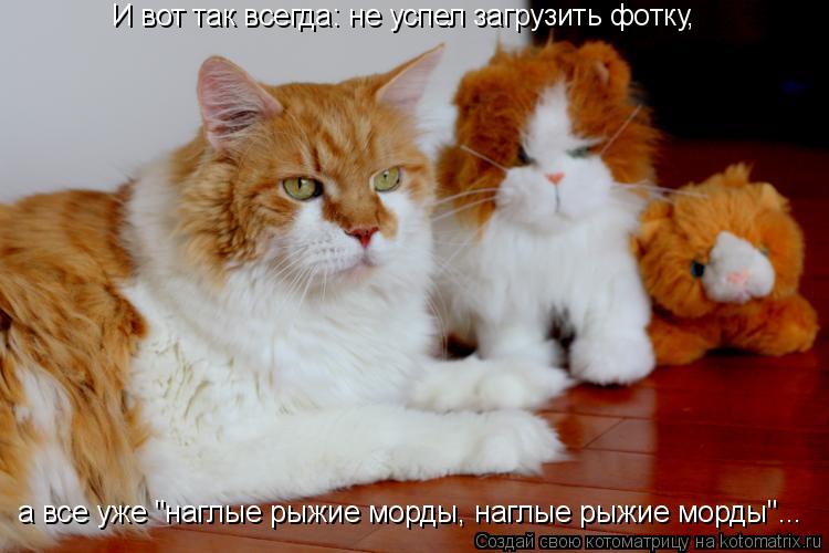 Котоматрица: И вот так всегда: не успел загрузить фотку, а все уже "наглые рыжие морды, наглые рыжие морды"...