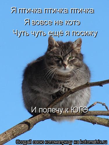Котоматрица: Я птичка птичка птичка   Я вовсе не котэ   Чуть чуть ещё я посижу И полечу к ЮГЭ