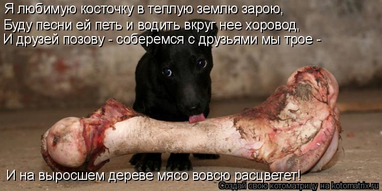 Я любимую косточку в теплую землю зарою, Буду песни ей петь и водить вкруг нее хоровод, И друзей по... Котоматрица: Я любимую косточку в теплую землю зарою, Буду песни ей петь и водить вкруг нее хоровод, И друзей позову - соберемся с друзьями мы трое - И на