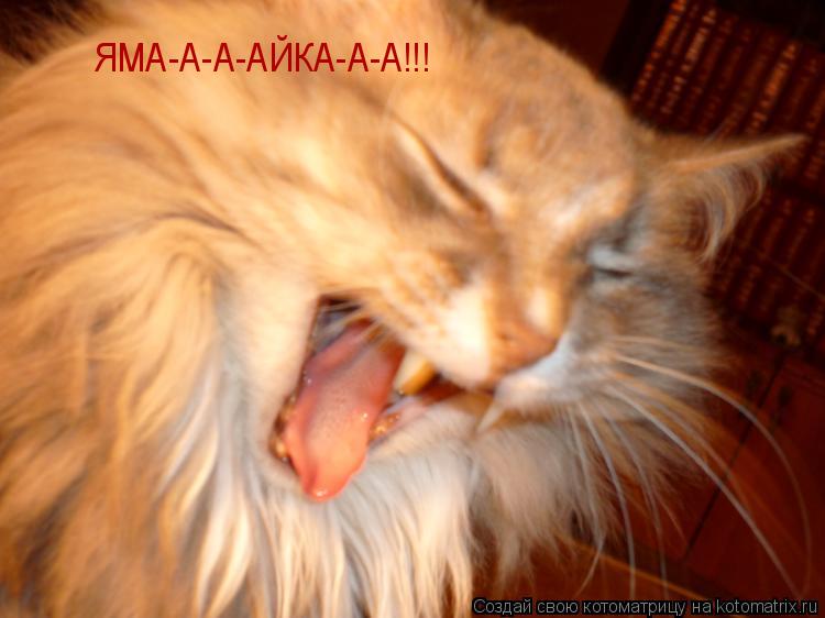 Котоматрица: ЯМА-А-А-АЙКА-А-А!!!