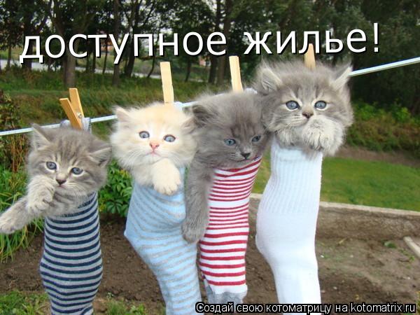 Котоматрица: доступное жилье!