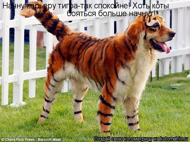 Котоматрица: Начну карьеру тигра-так спокойне! Хоть коты  бояться больше начнут!