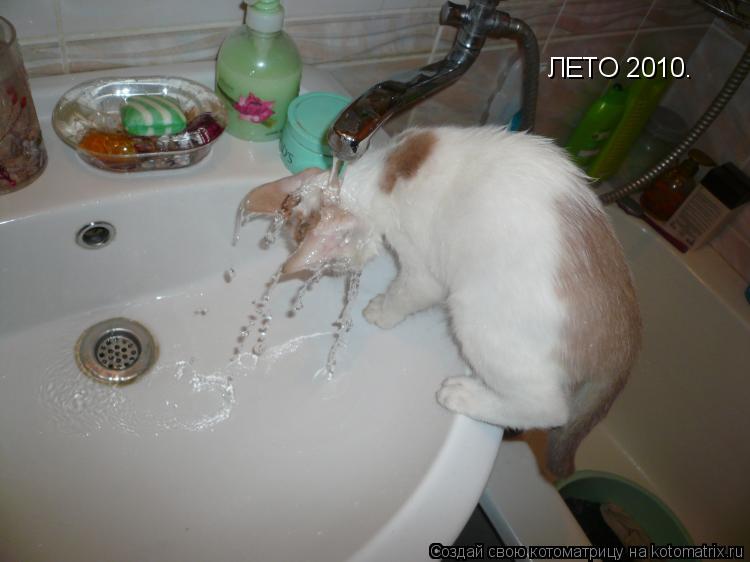 Котоматрица: ЛЕТО 2010.