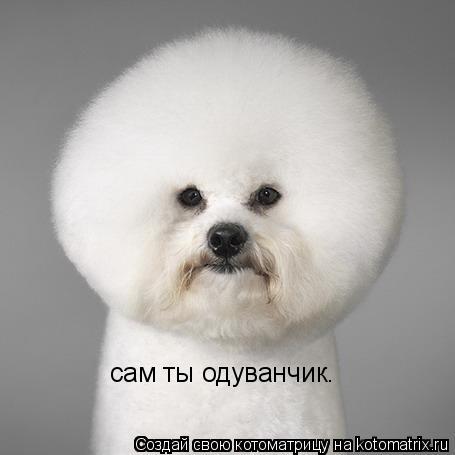 Котоматрица: сам ты одуванчик.