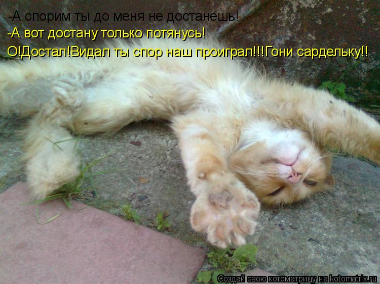 Котоматрица: -А спорим ты до меня не достанешь! -А вот достану только потянусь! О!Достал!Видал ты спор наш проиграл!!!Гони сардельку!!