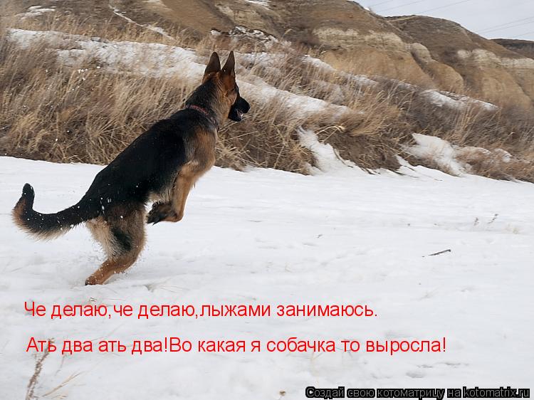 Котоматрица: Че делаю,че делаю,лыжами занимаюсь. Ать два ать два!Во какая я собачка то выросла!