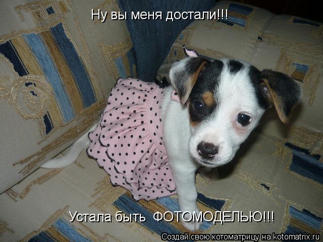 Котоматрица: Ну вы меня достали!!! Устала быть  ФОТОМОДЕЛЬЮ!!!