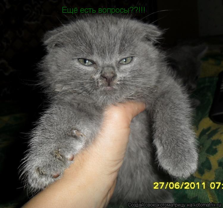 Котоматрица: Ещё есть вопросы??!!!