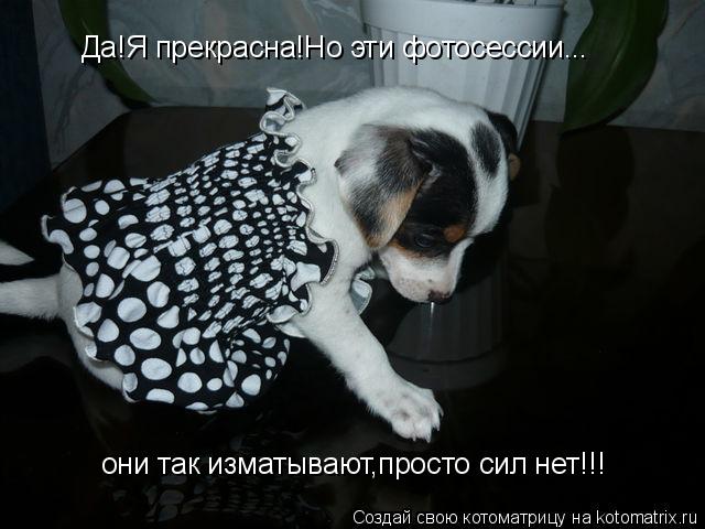 Котоматрица: Да!Я прекрасна!Но эти фотосессии... они так изматывают,просто сил нет!!!
