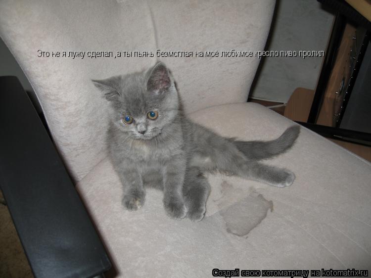Котоматрица: Это не я лужу сделал ,а ты пьянь безмоглая на моё любимое кресло пиво пролил