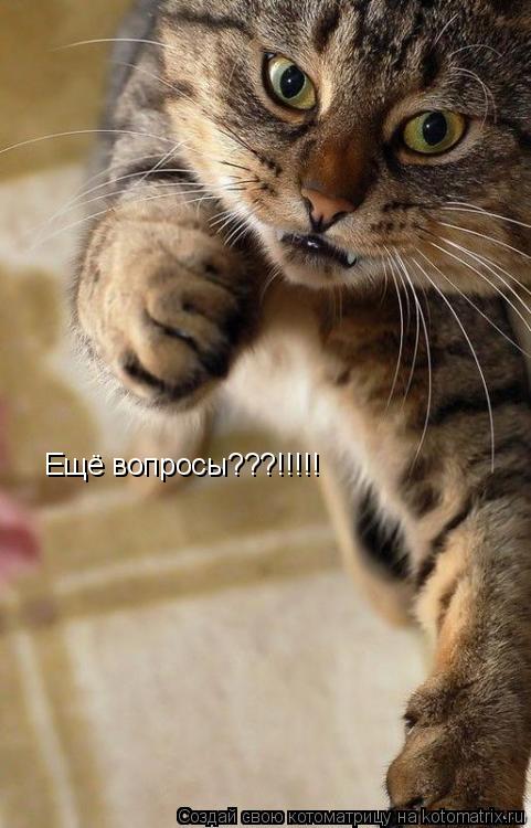 Ещё вопросы???!!!!!... Котоматрица: Ещё вопросы???!!!!!