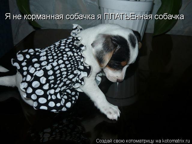 Я не корманная собачка я ПЛАТЬЕнная собачка... Котоматрица: Я не корманная собачка я ПЛАТЬЕнная собачка